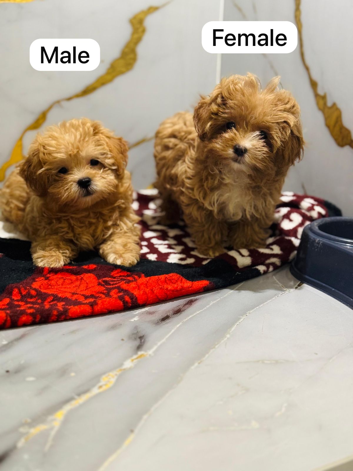Shihpoo Puppy
