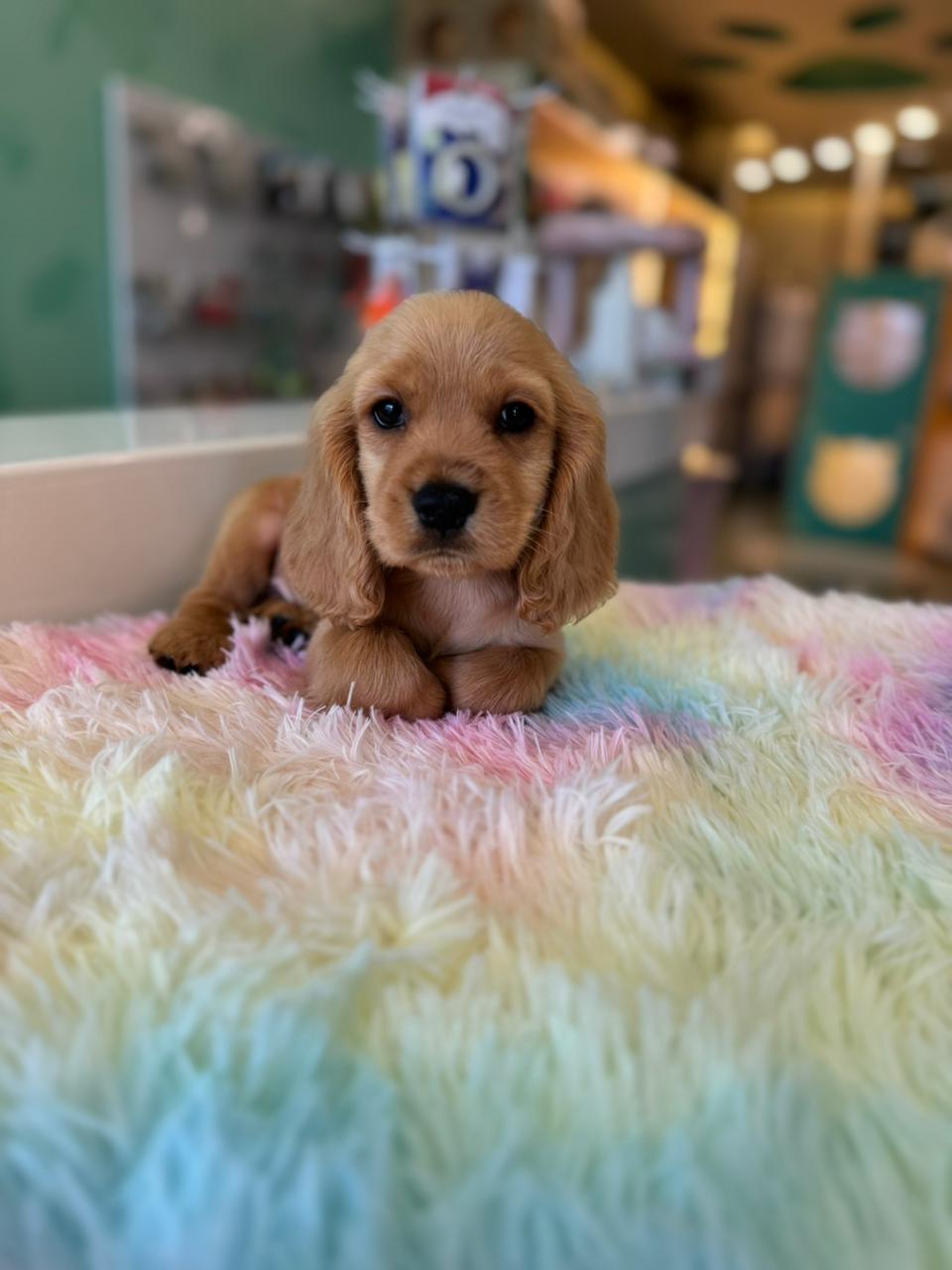 Cocker Spaniel Puppy