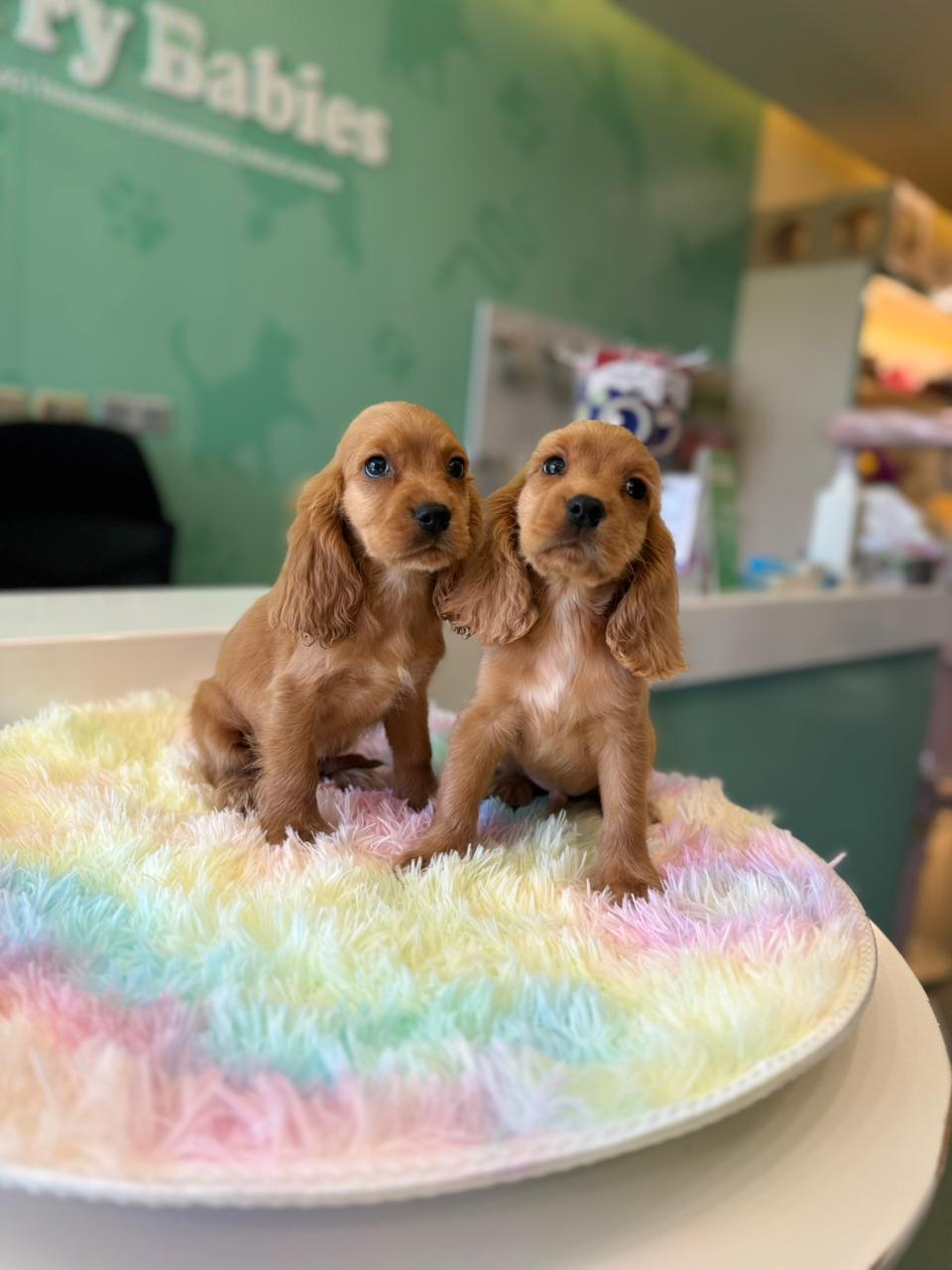 Cocker Spaniel Puppy