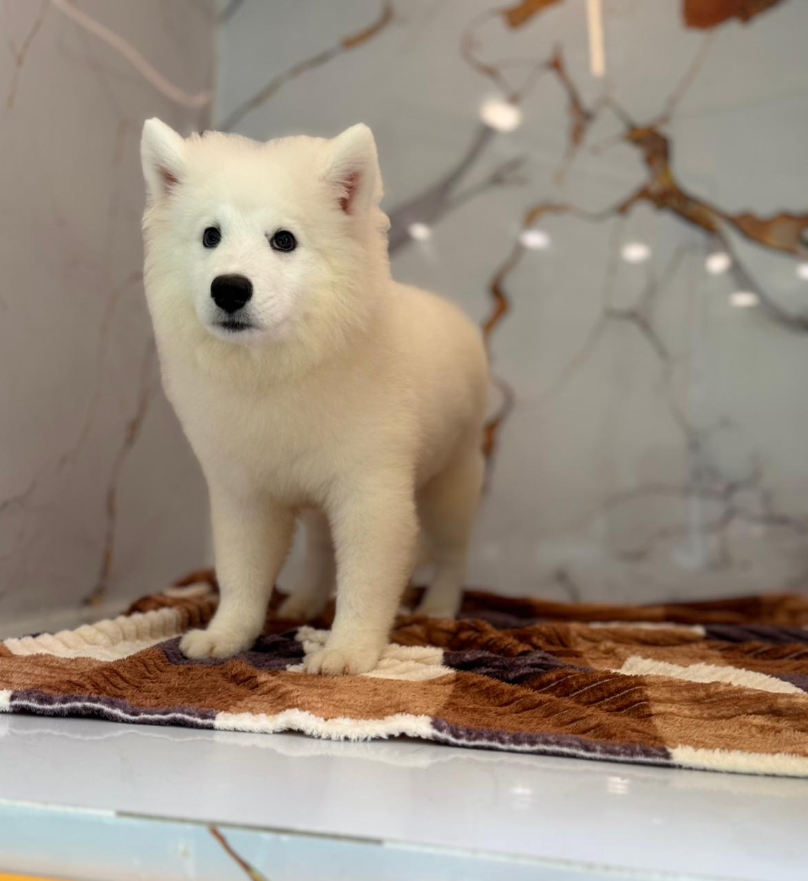 Samoyed Puppy