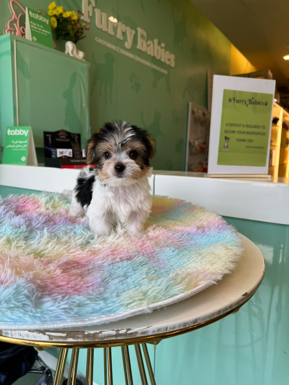 Biewer Yorkshire Terrier