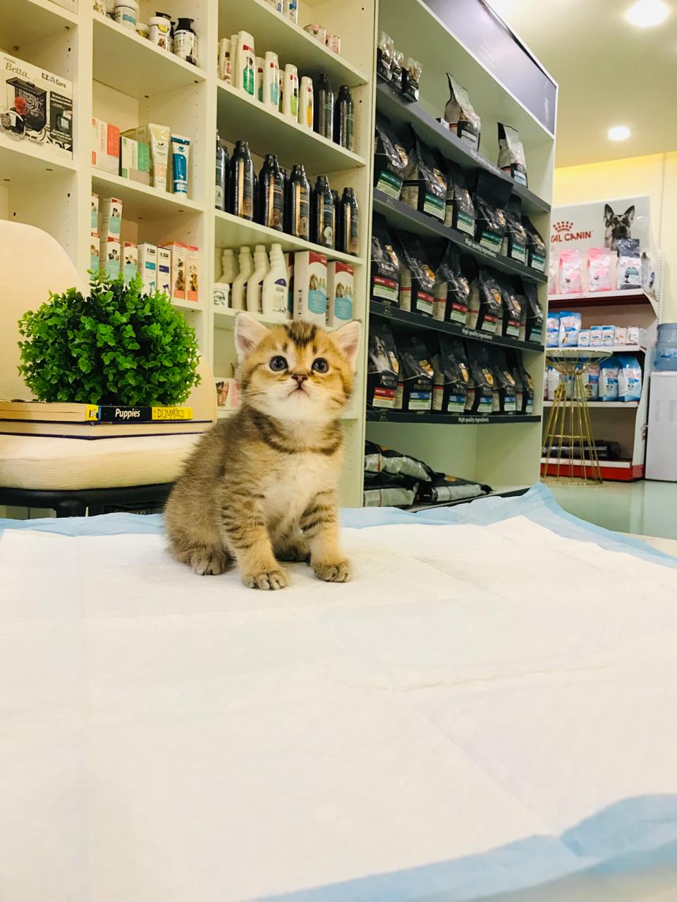 British Short Hair Male Kitten