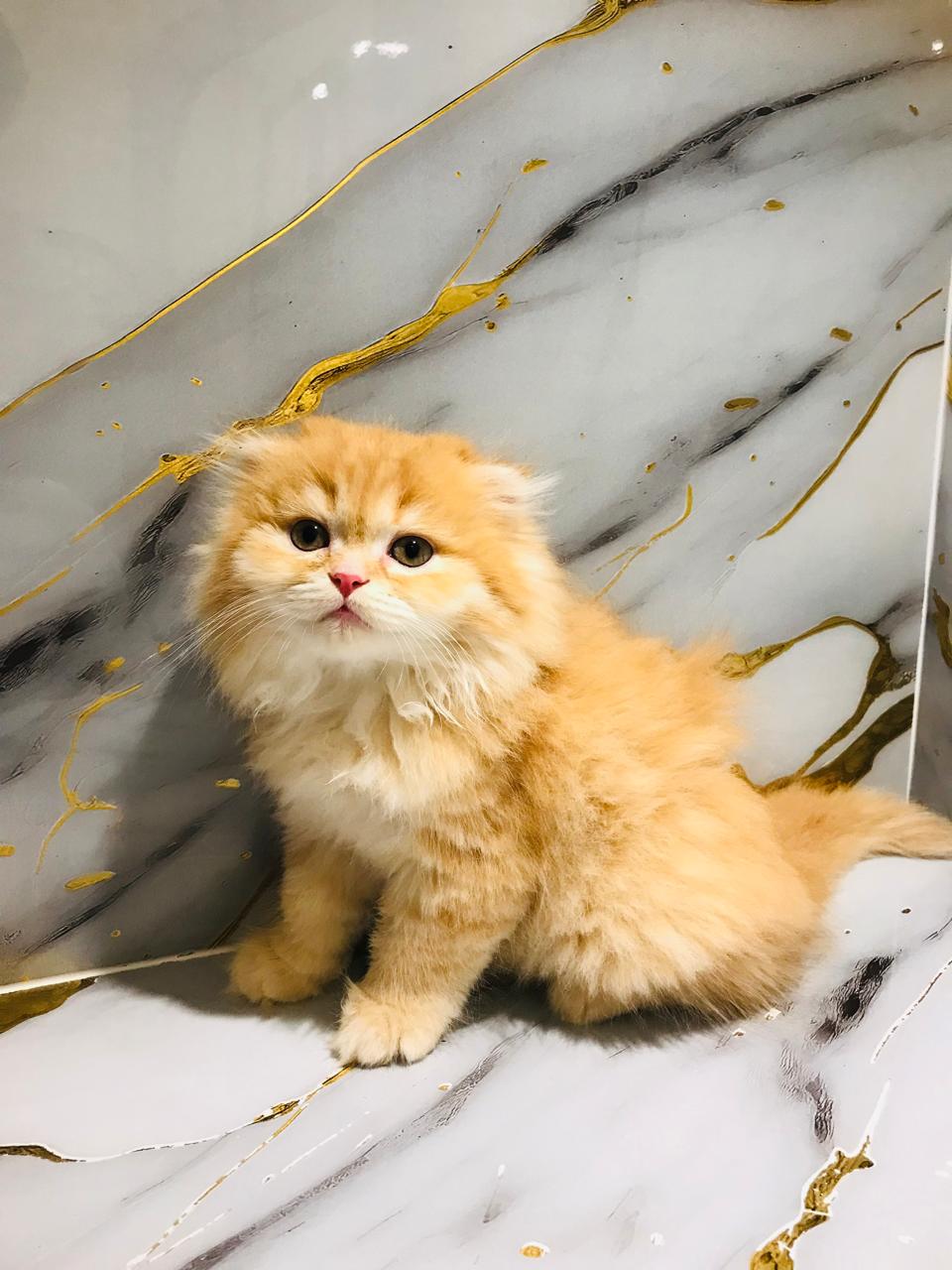 Scottish Fold Male Golden Chinchilla