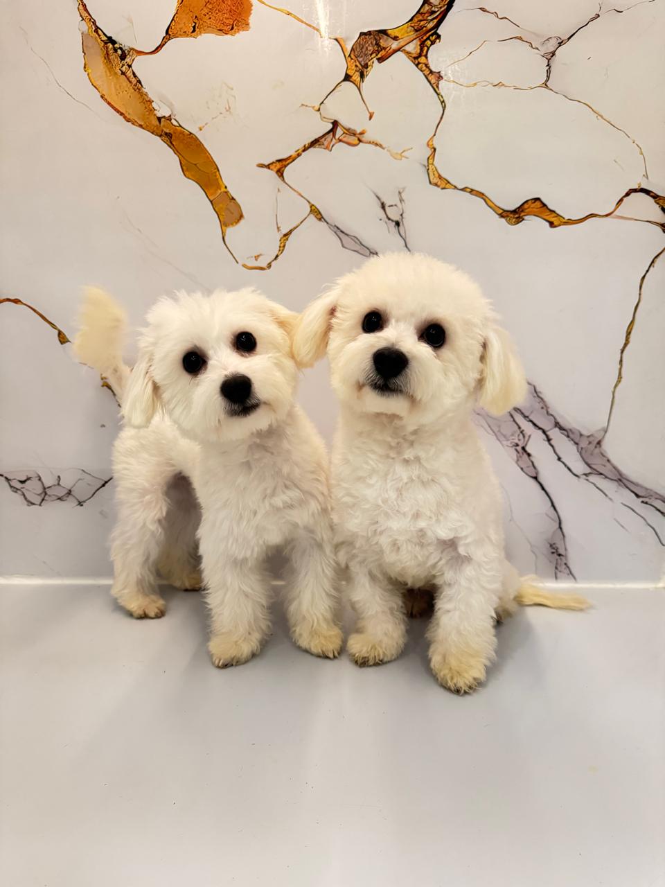 Maltipoo Male Puppies