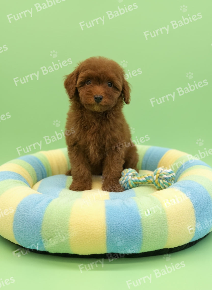Brown puppy sitting on a table with a blurred background