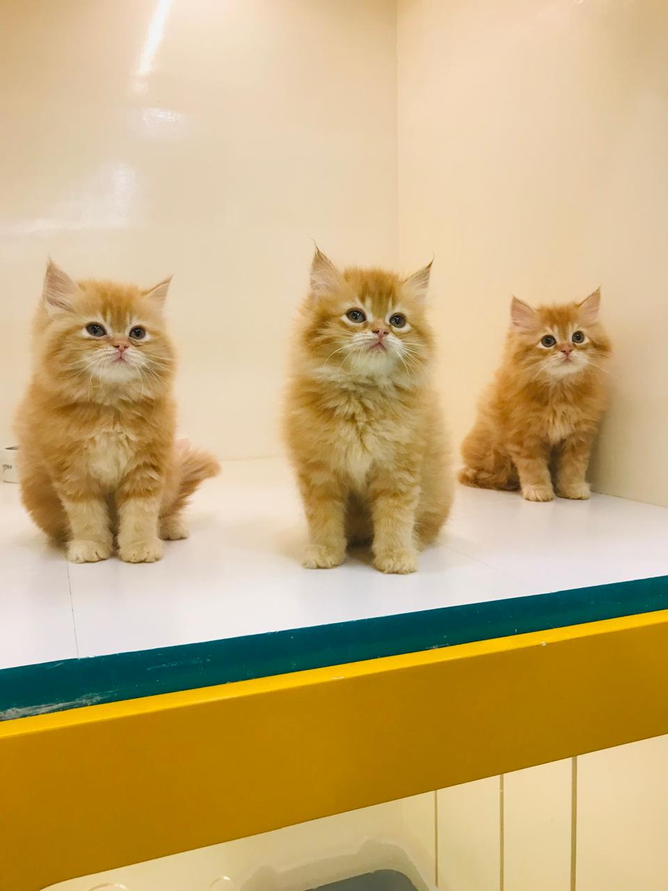 Orange cat sitting on a white floor with two bowls in the background.