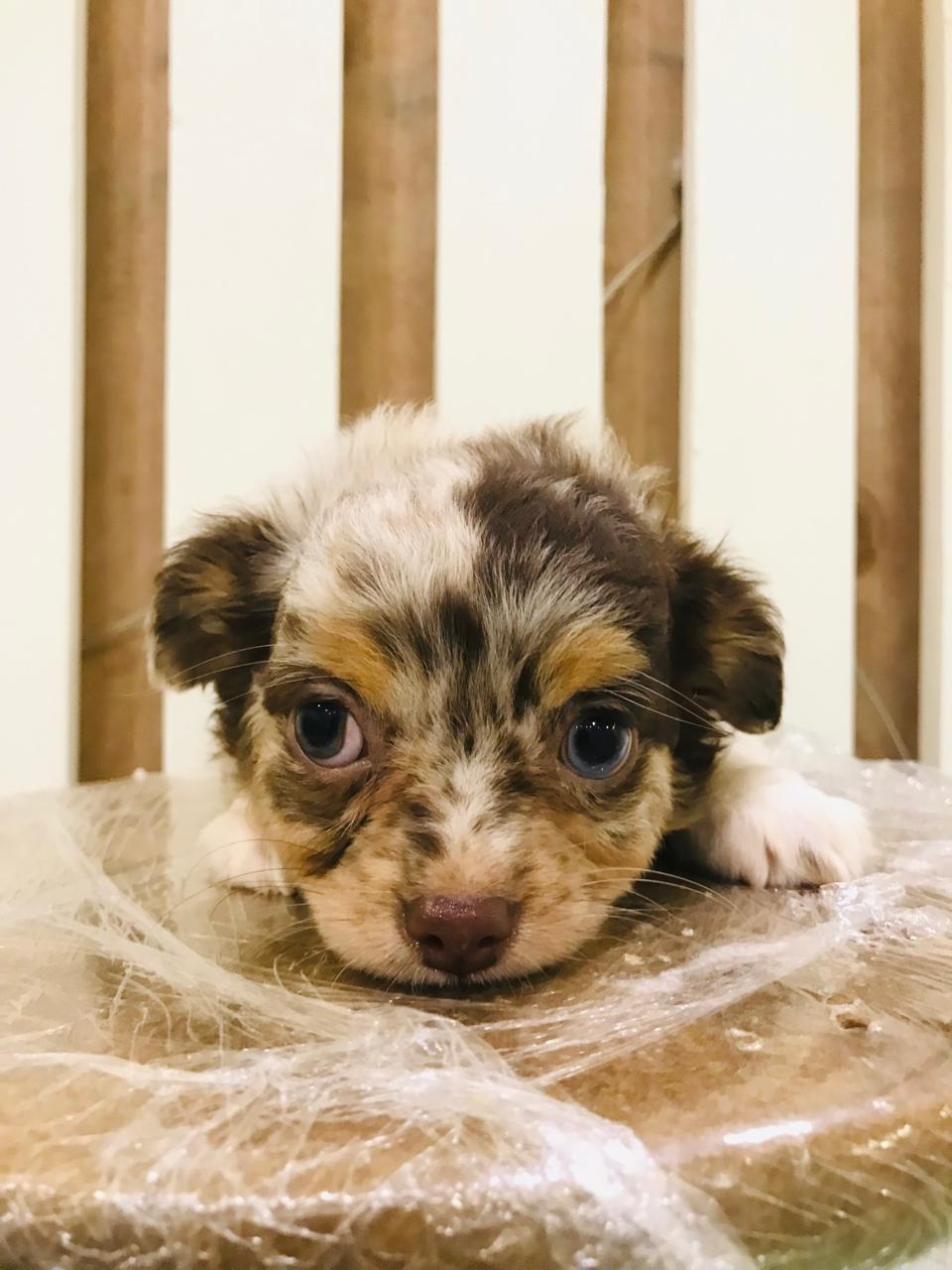 Merle Chihuahua Female Puppy