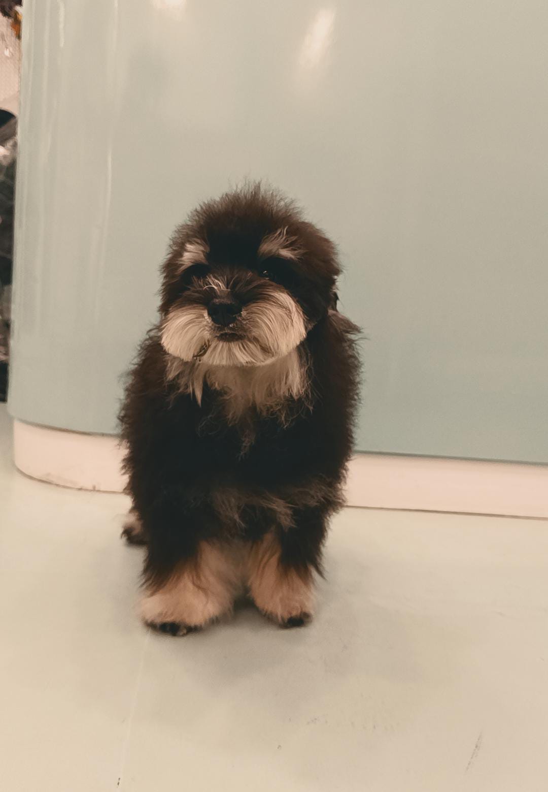 Miniature Schnauzer Male Puppy