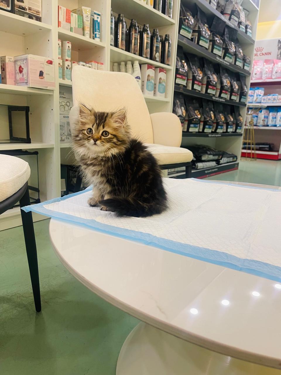 Siberian Female kitten