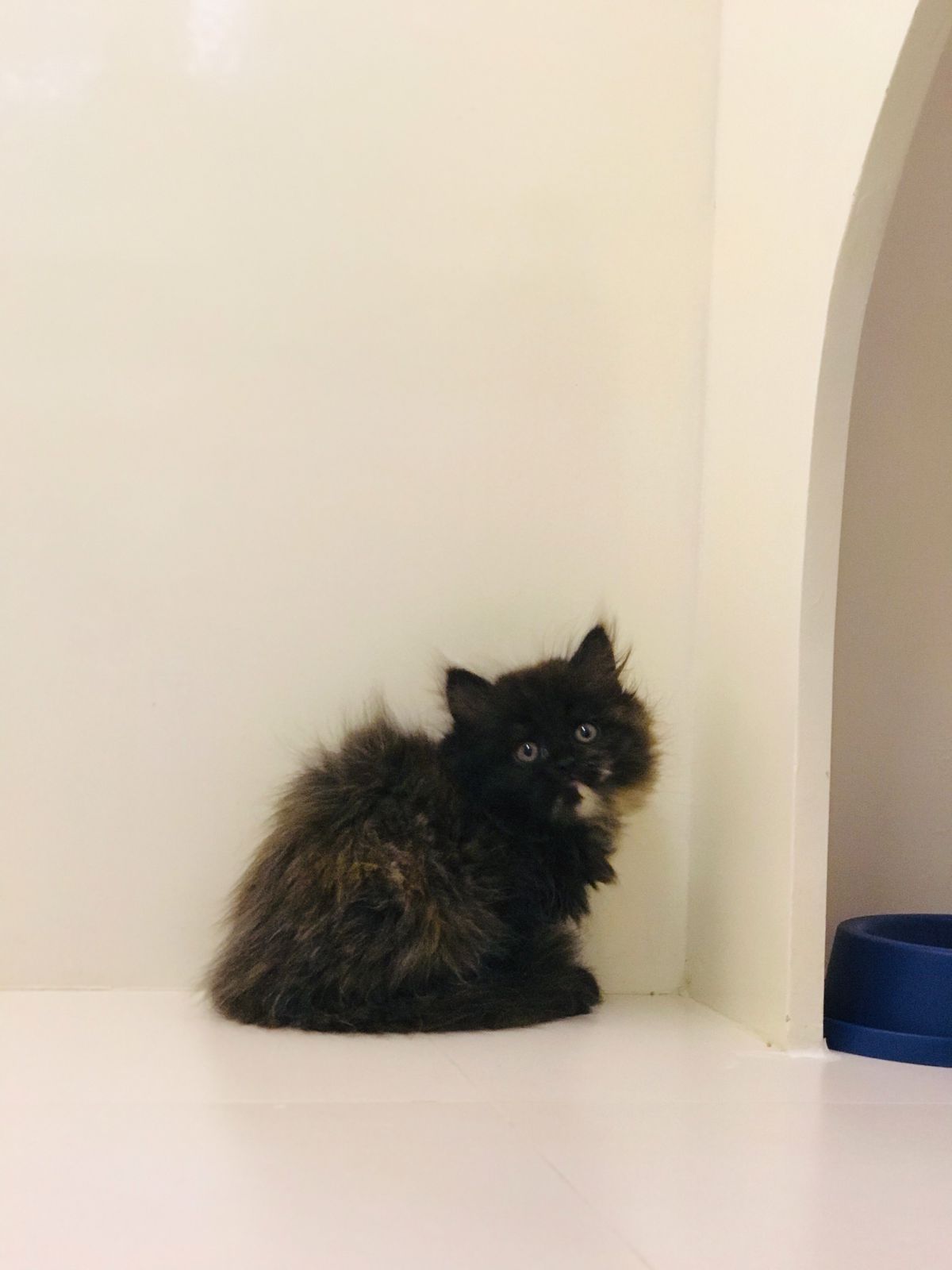 Persian Female kitten