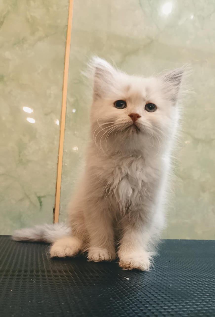 Ragdoll Female Kitten