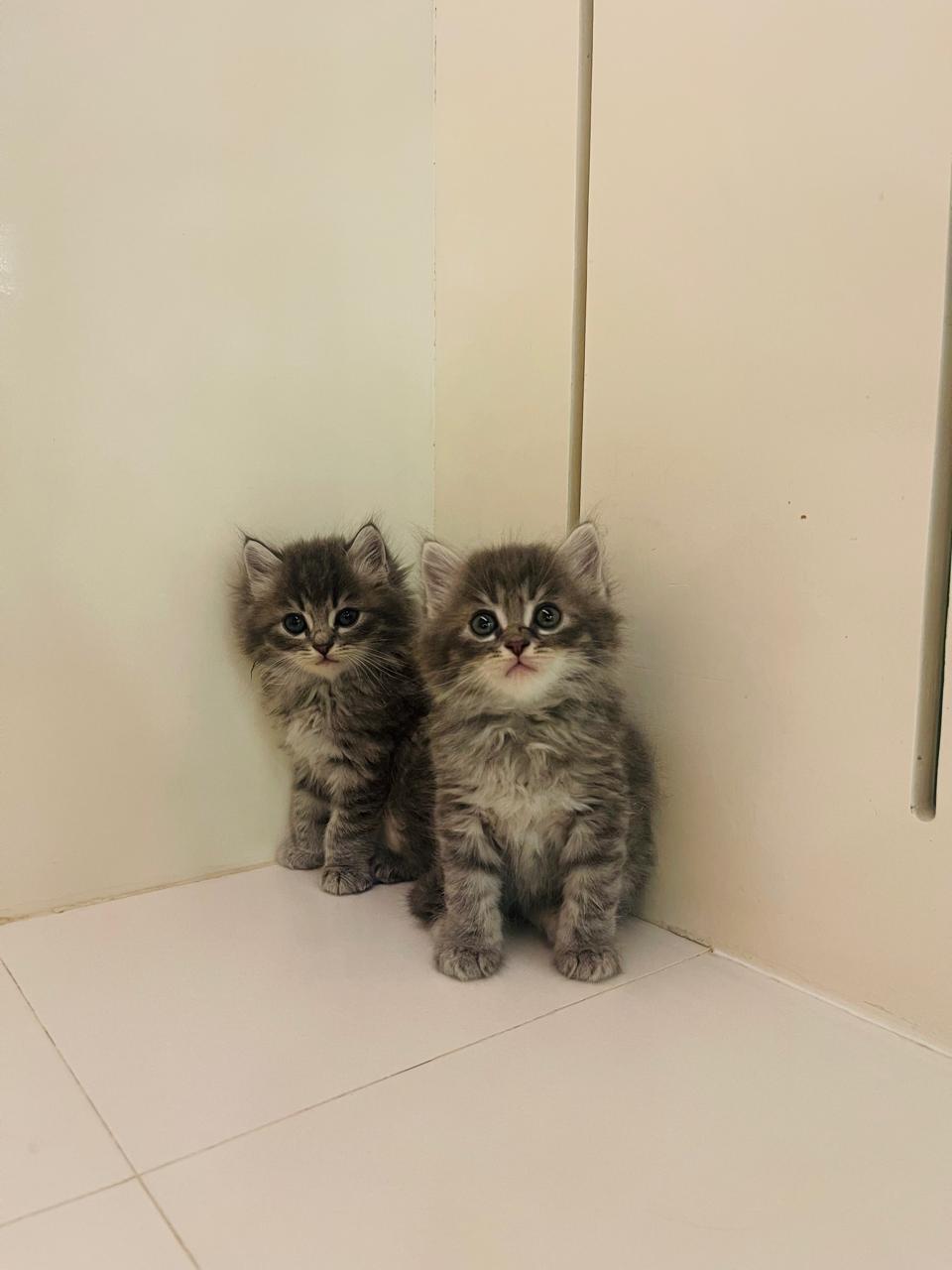 Siberian Male kitten