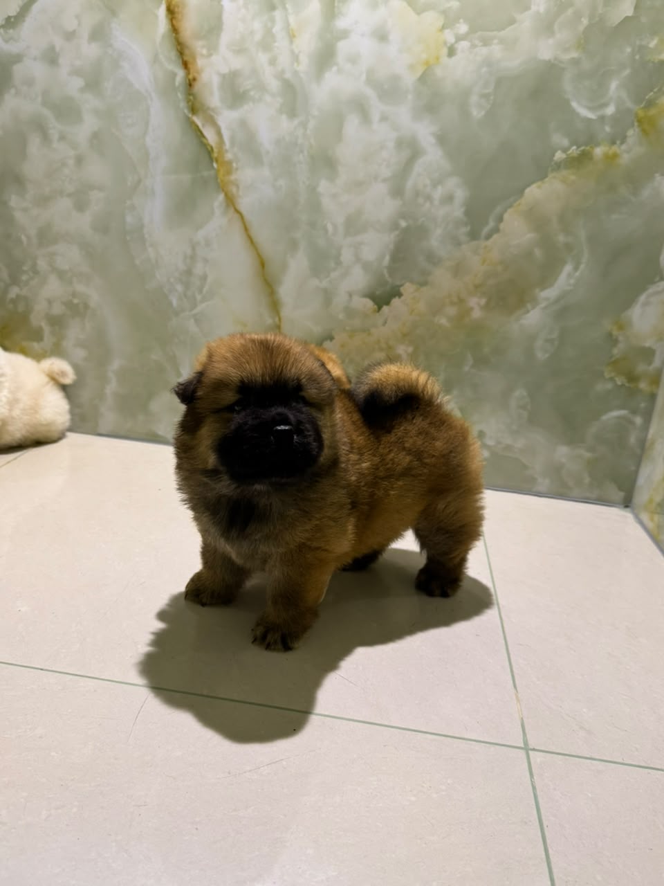 CHOWCHOW