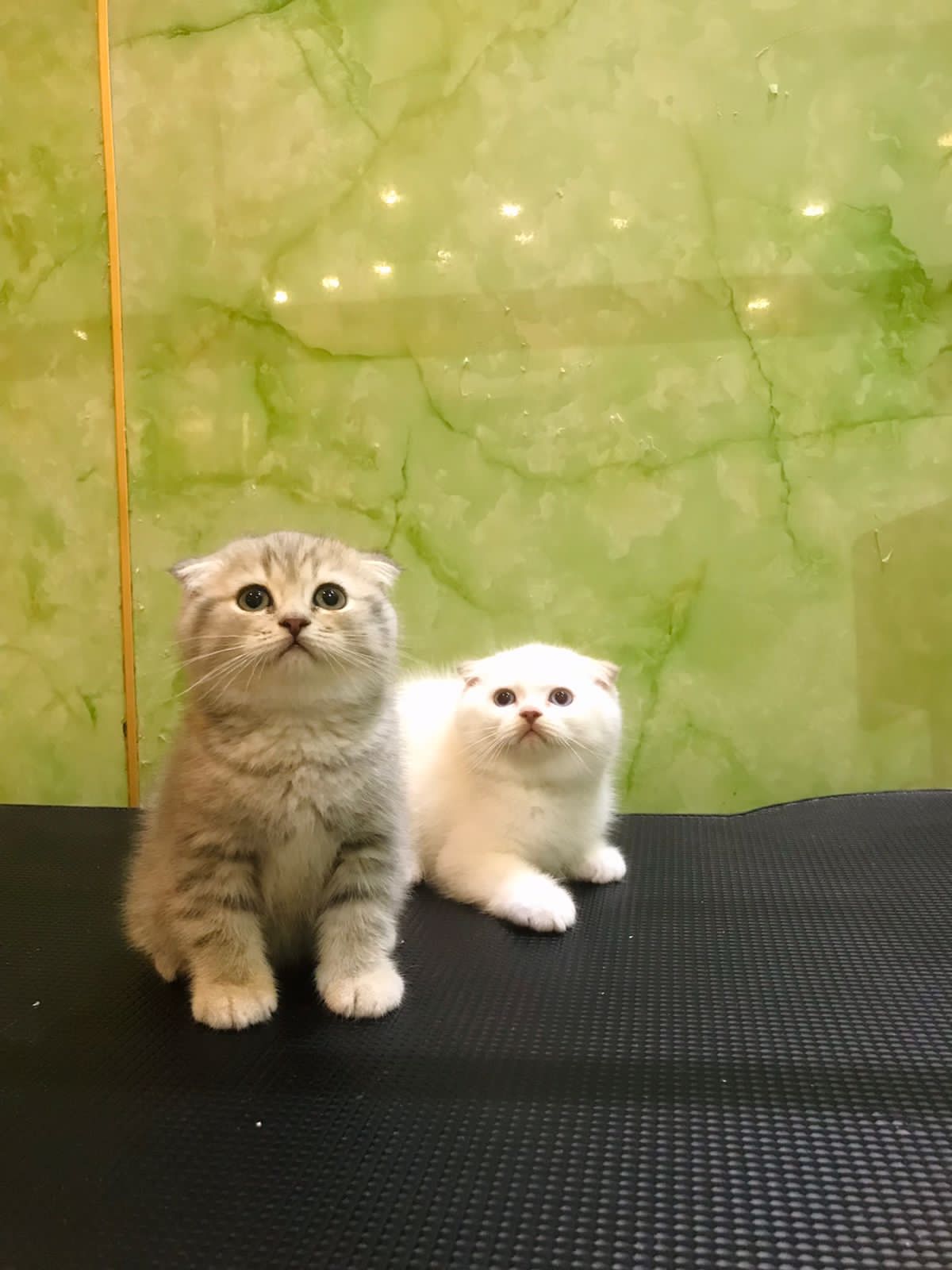 Scottish Fold Male Kitten
