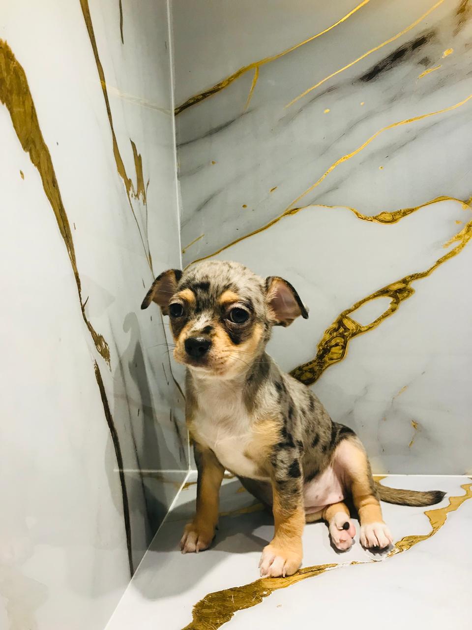 Merle Chihuahua Female Puppy