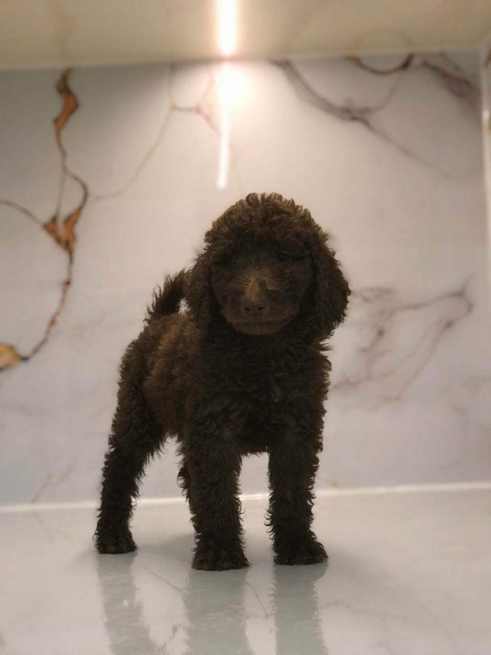 Standard Poodle Puppy