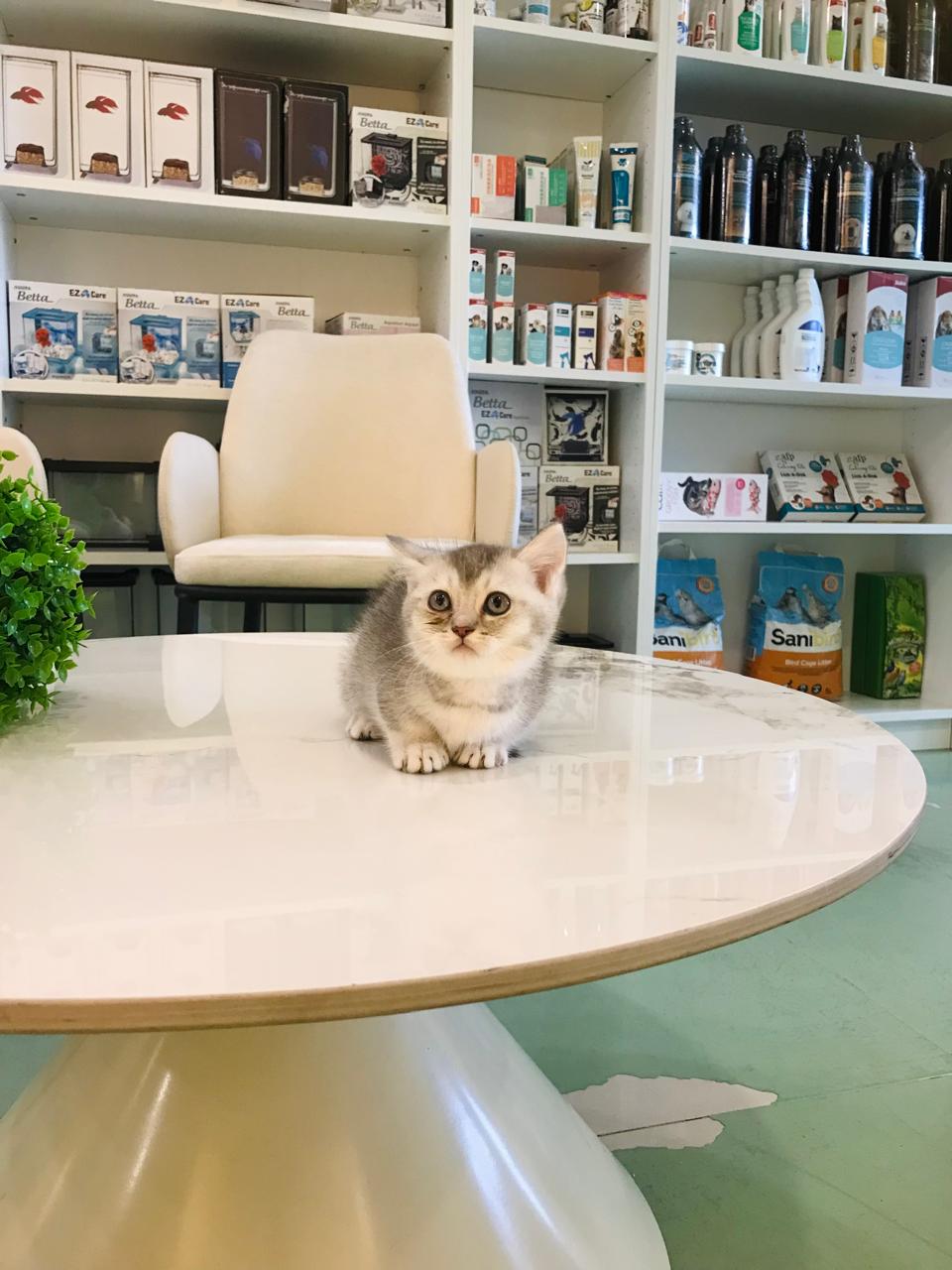Cat sitting on a white table in a store with shelves stocked with products.