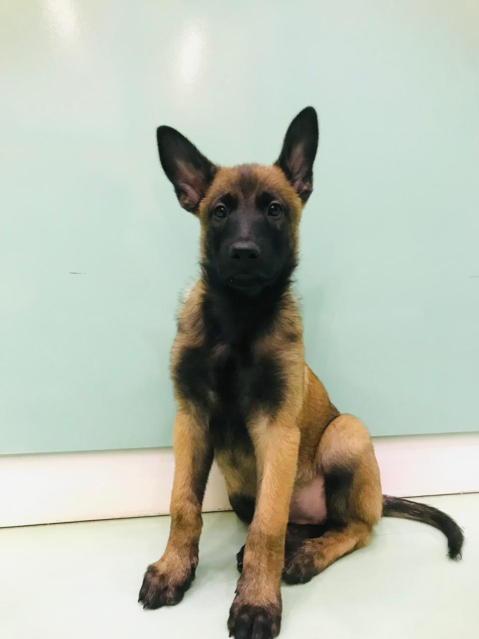 Belgian Malinois Female Puppy