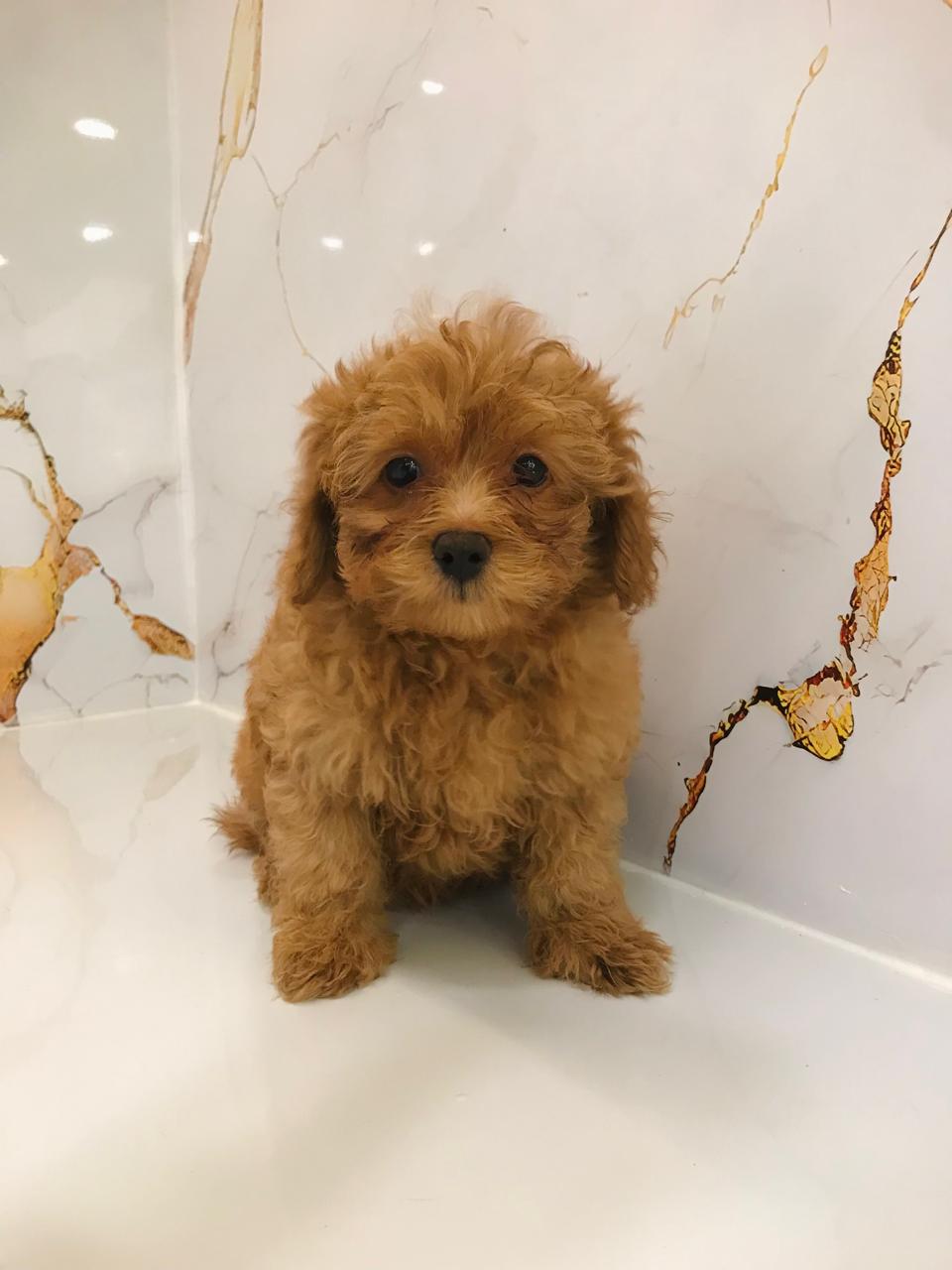 Golden Doodle Puppies