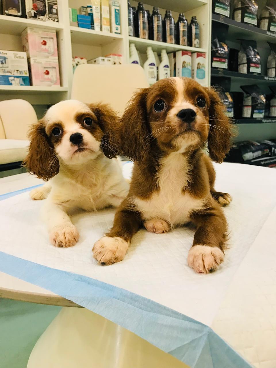 Cavalier King Charles Spaniel Puppies