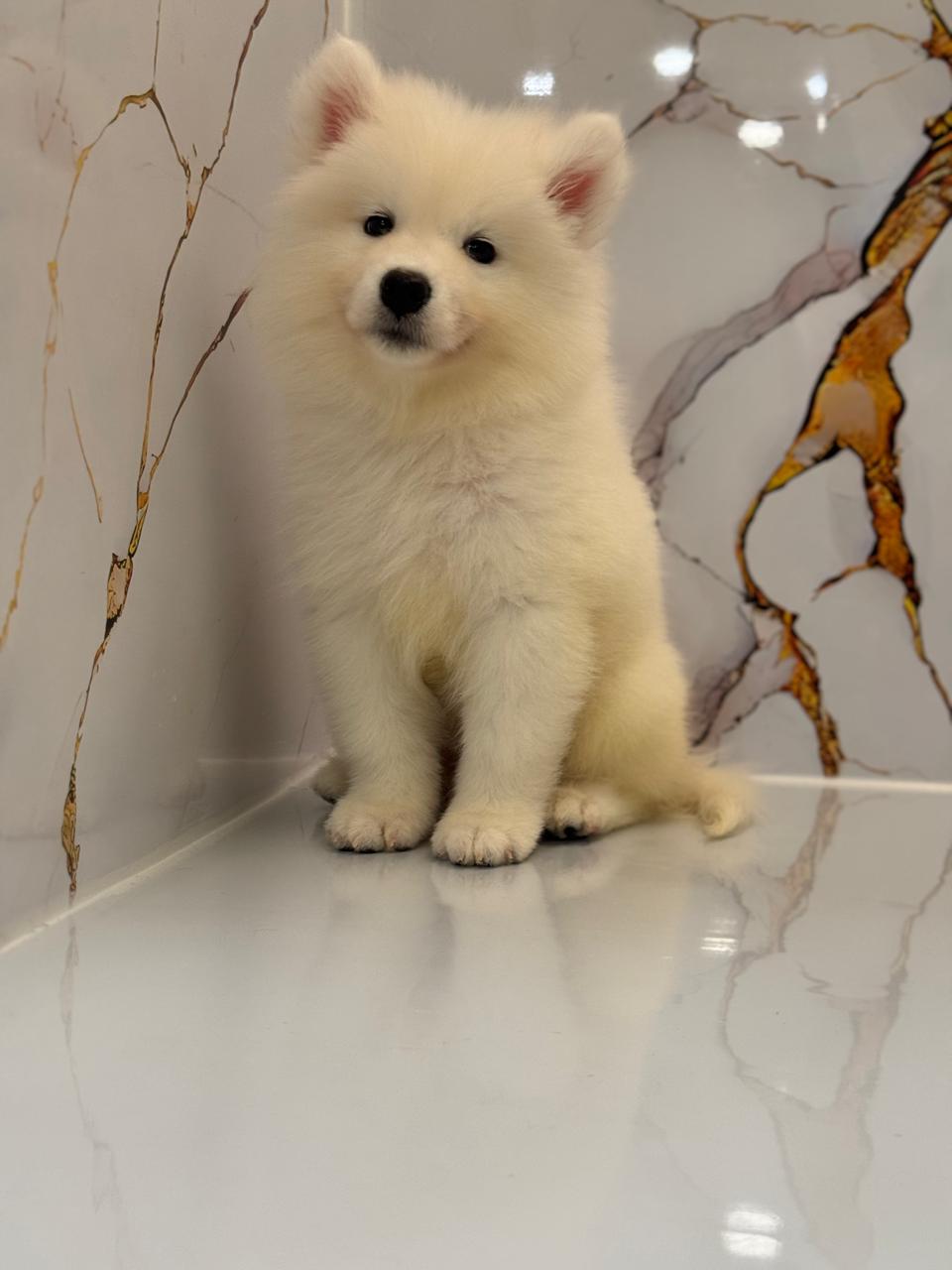 Samoyed Female Puppy
