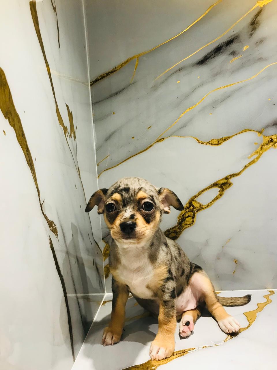 Merle Chihuahua Female Puppy