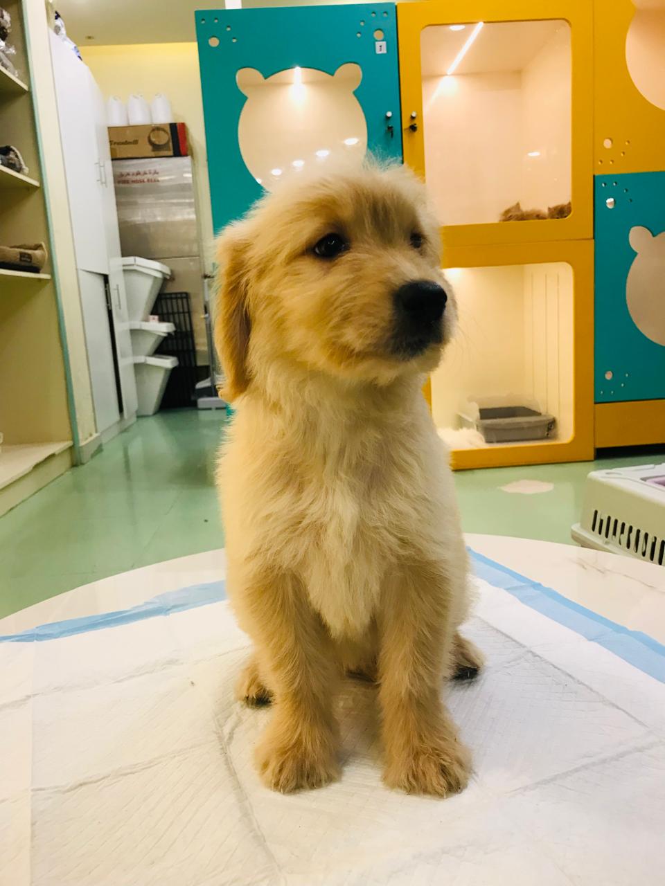 Golden Doodle Female Puppy