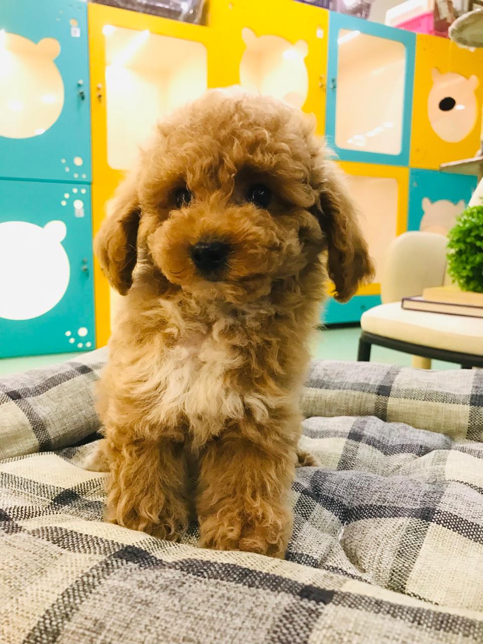 Maltipoo Male Puppy