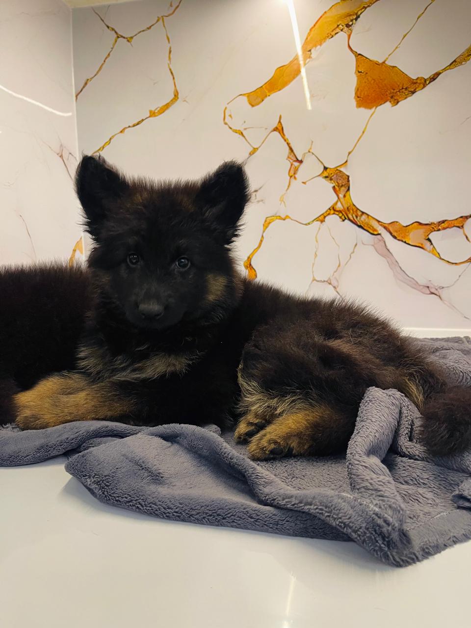 German Shepard Puppies