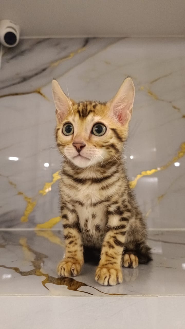 Bengal Kitten