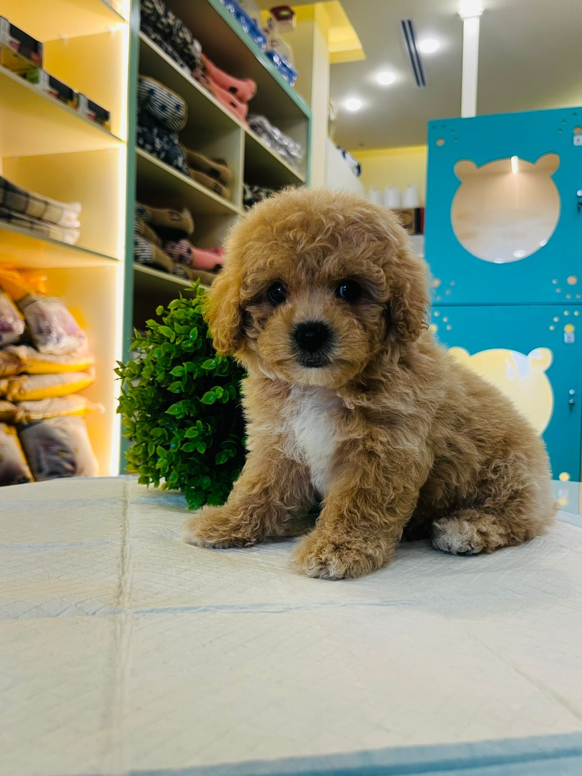 Poodle Puppy