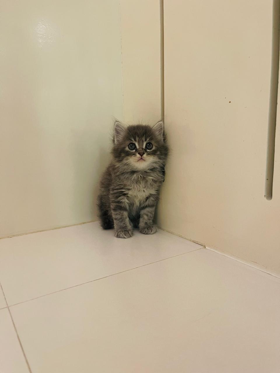 Siberian Male kitten