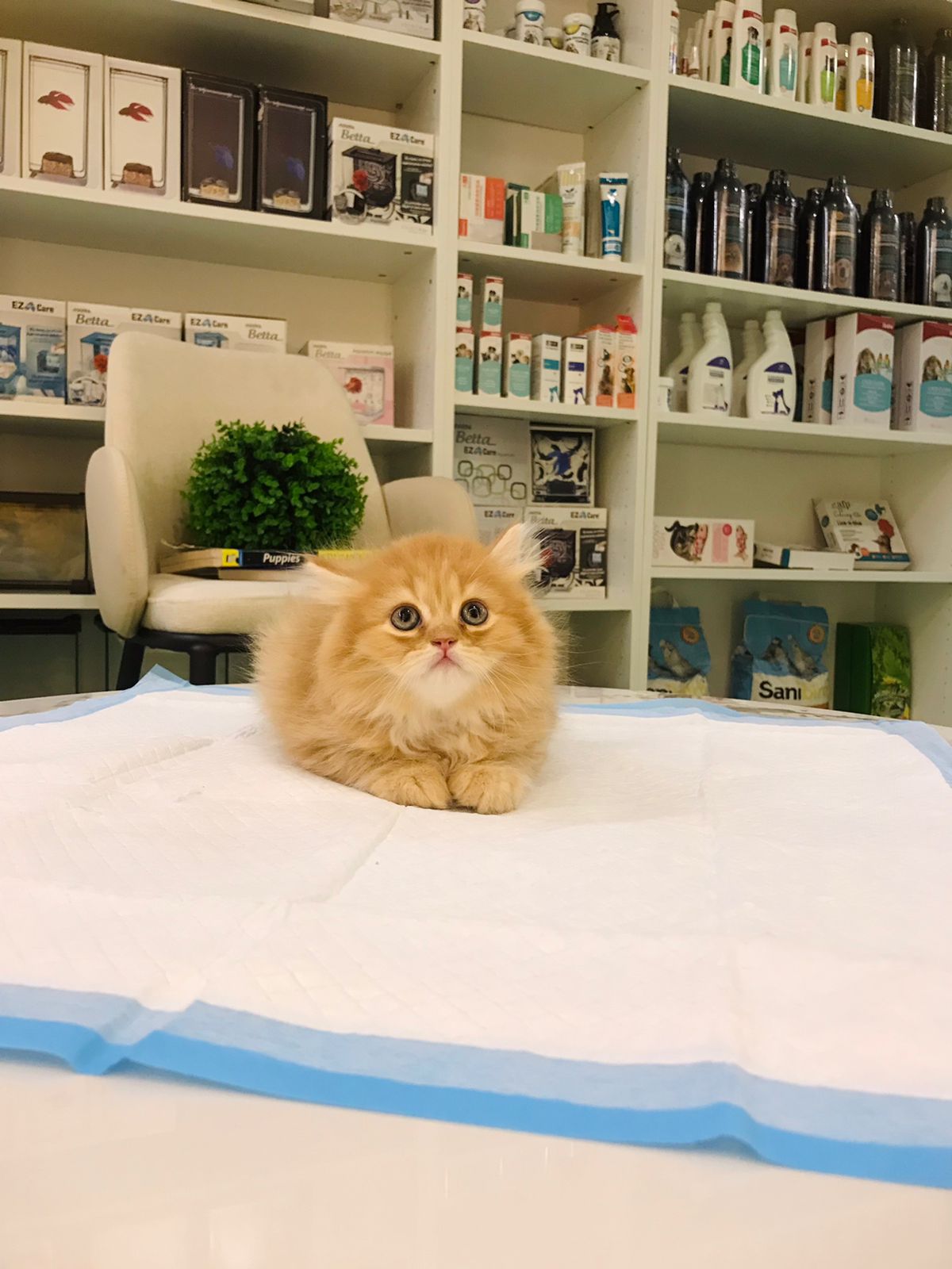 Siberian Male kitten