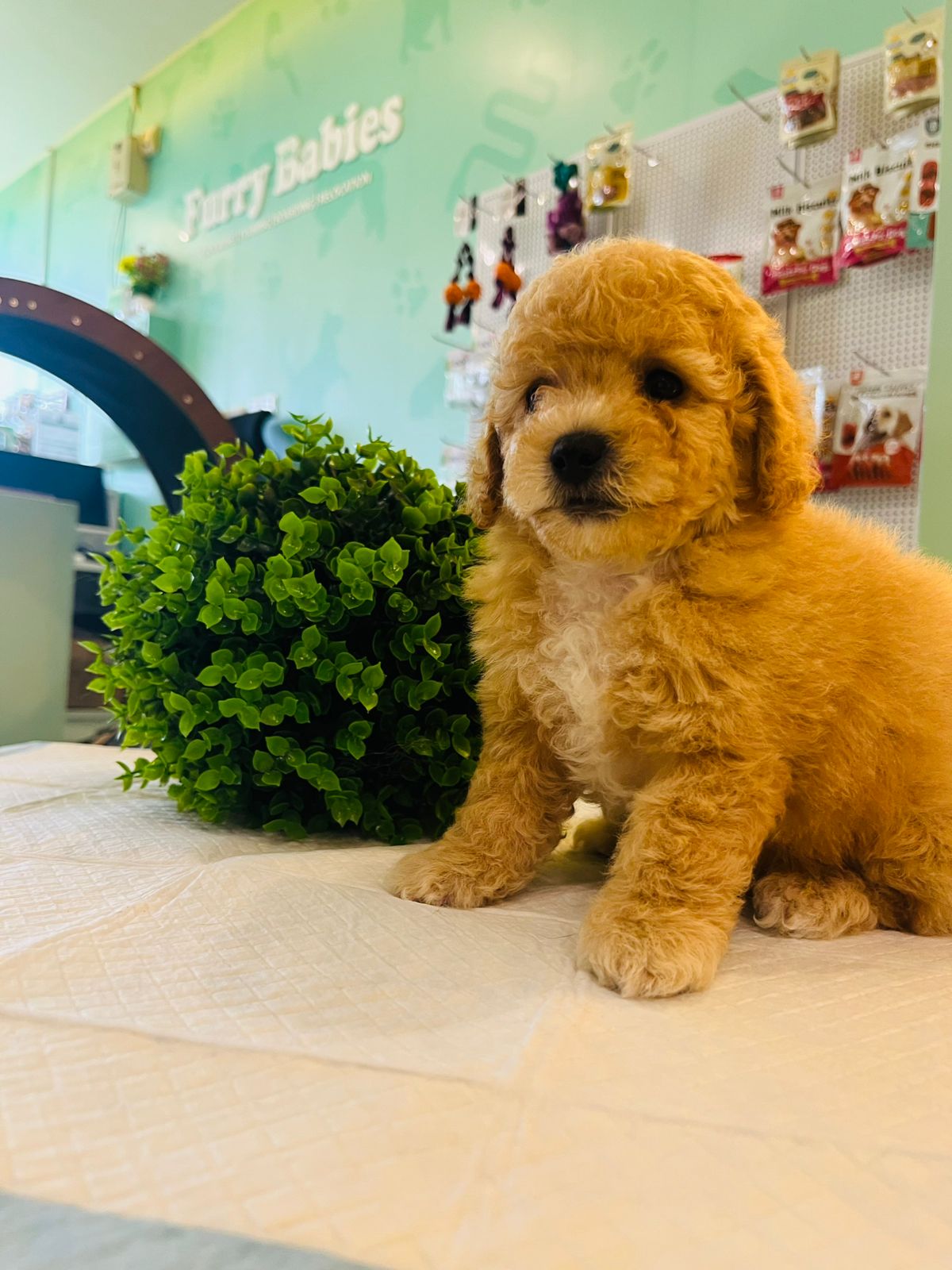 Poodle Puppy