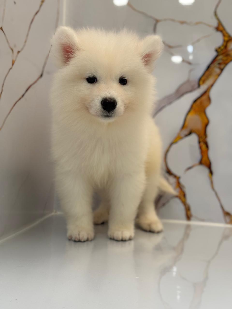Samoyed Female Puppy