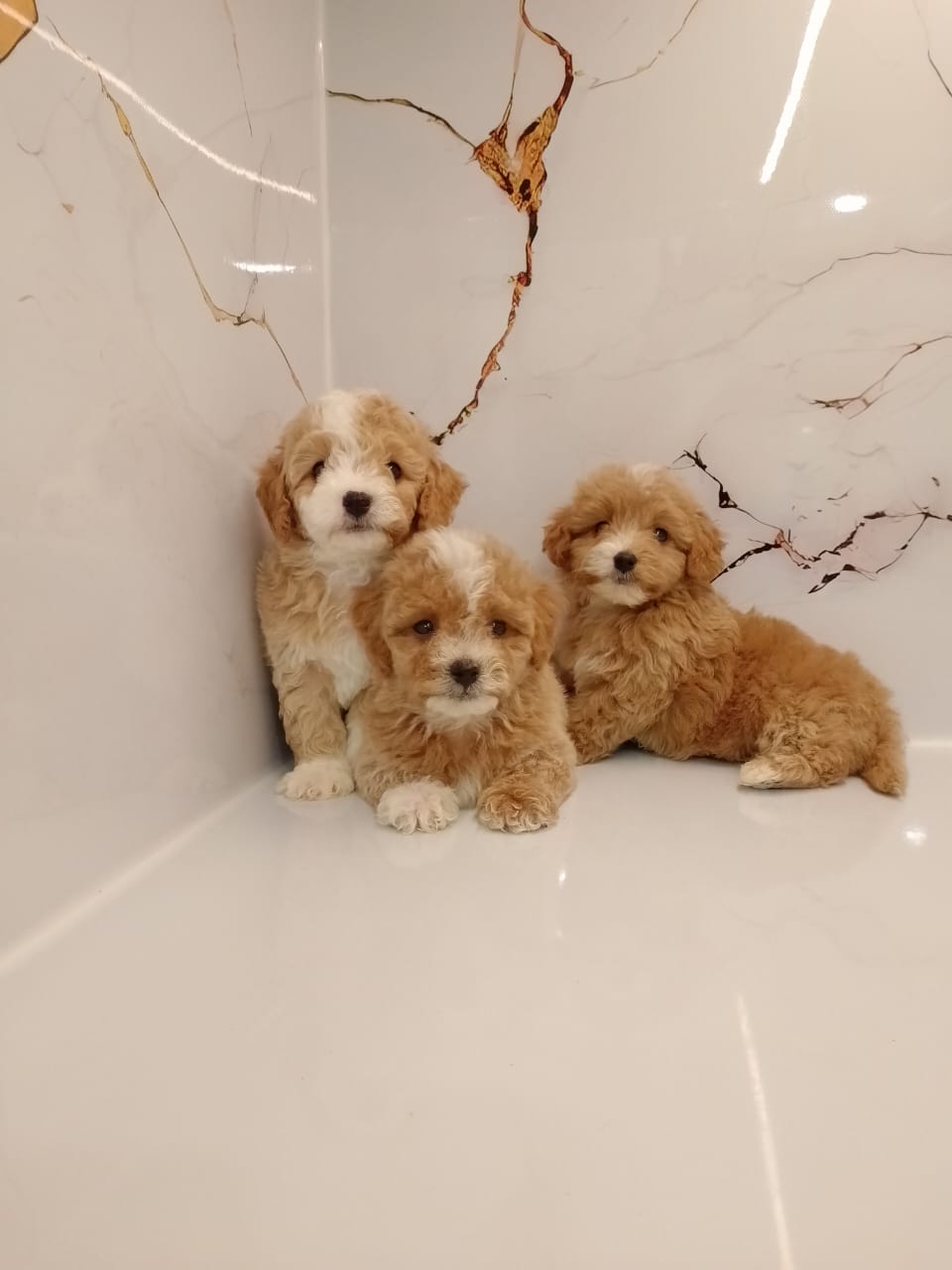 Maltipoo Puppies