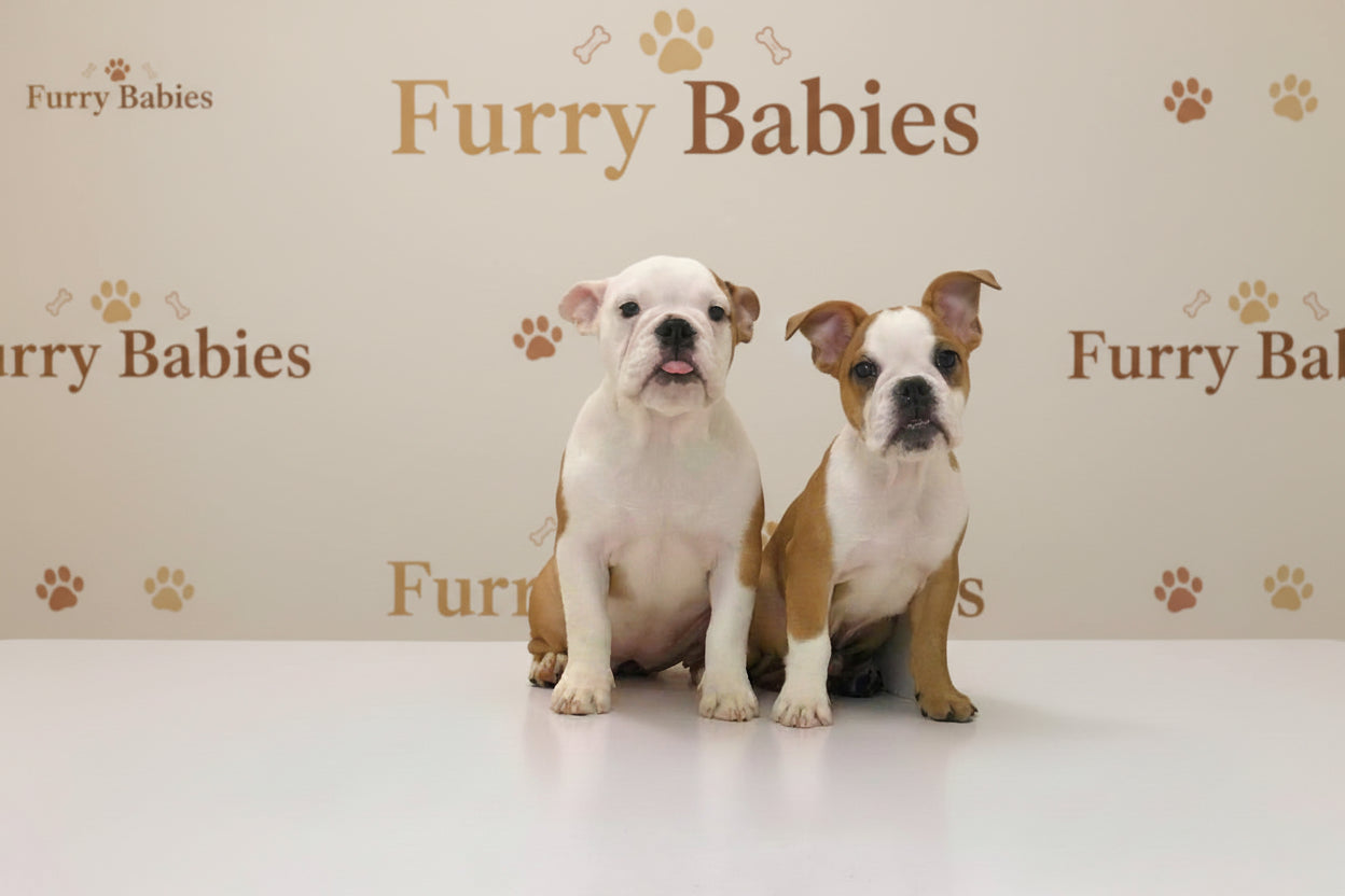 English bulldog Puppy