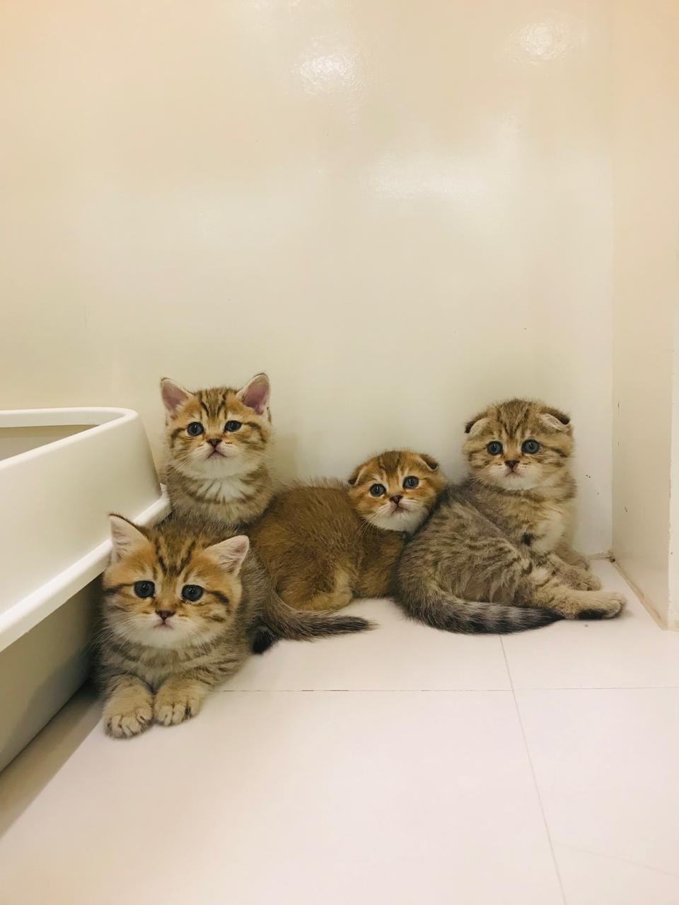 British Short Hair Kittens