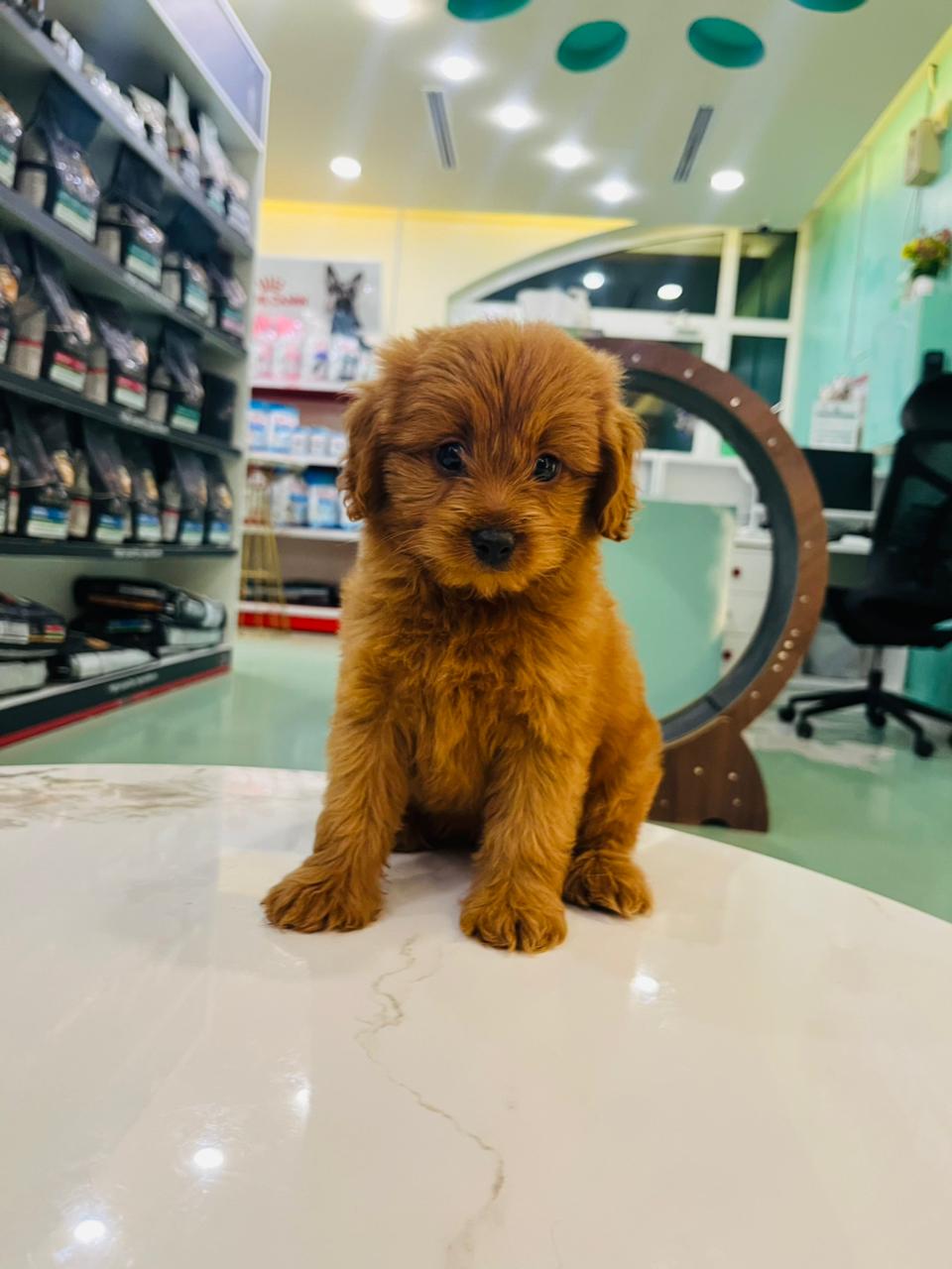 Maltipoo Female Puppy