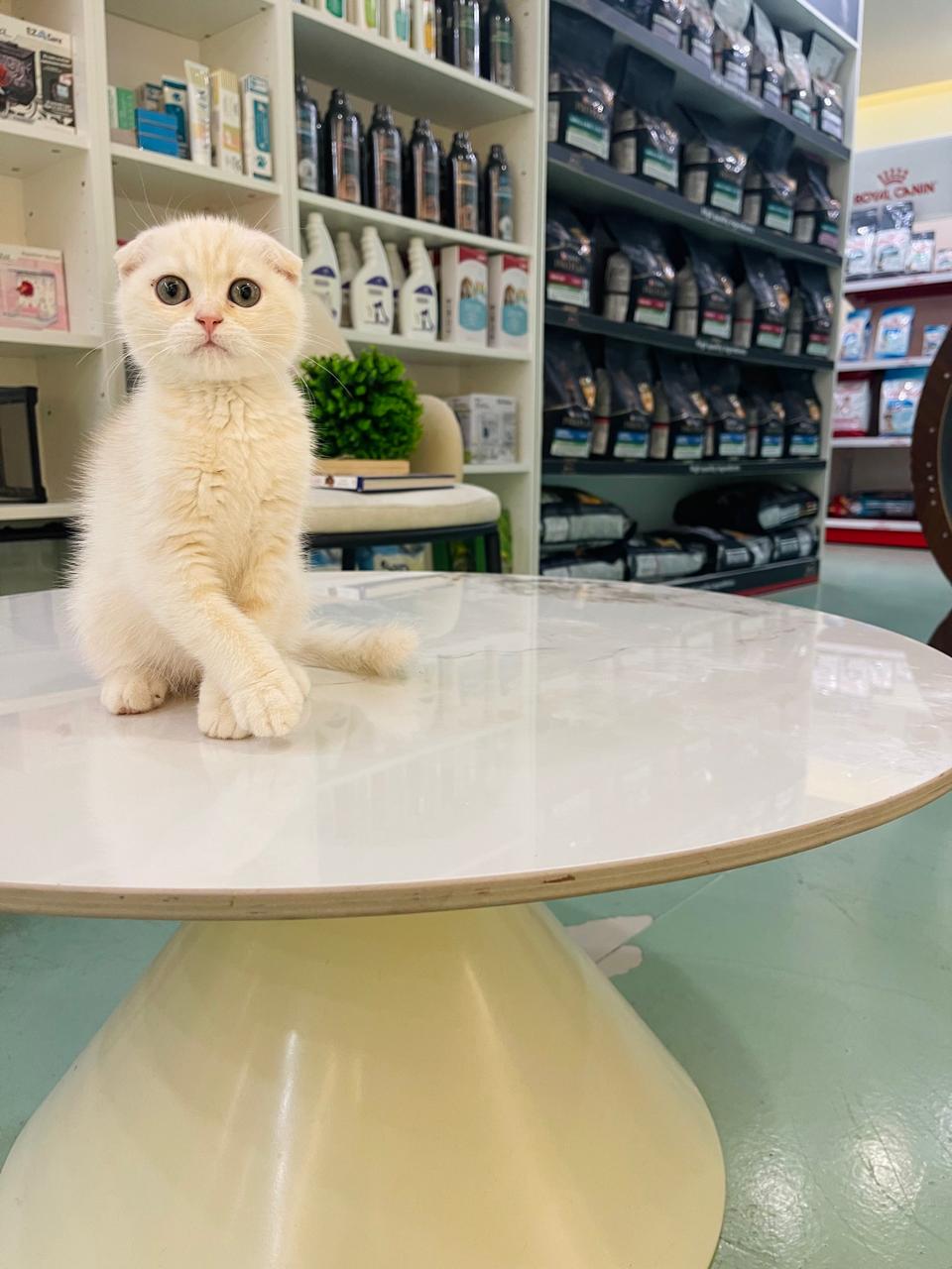Scottish Fold Kitten