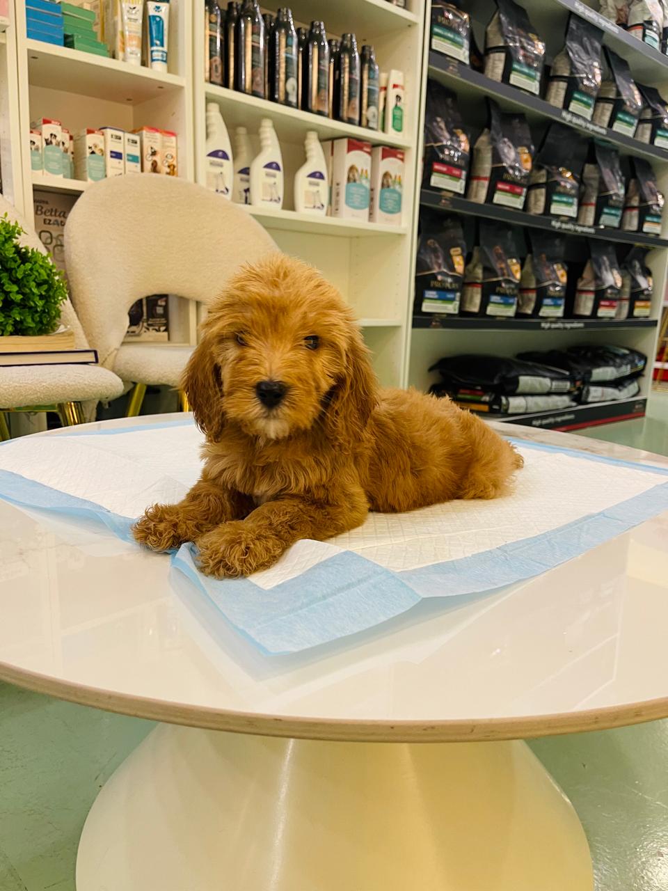Golden Doodle Male Puppy