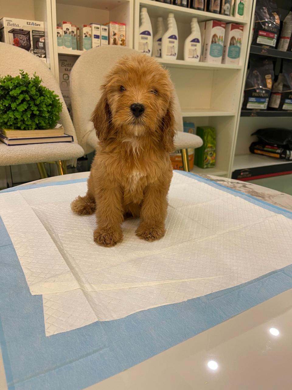 Golden Doodle Male Puppy