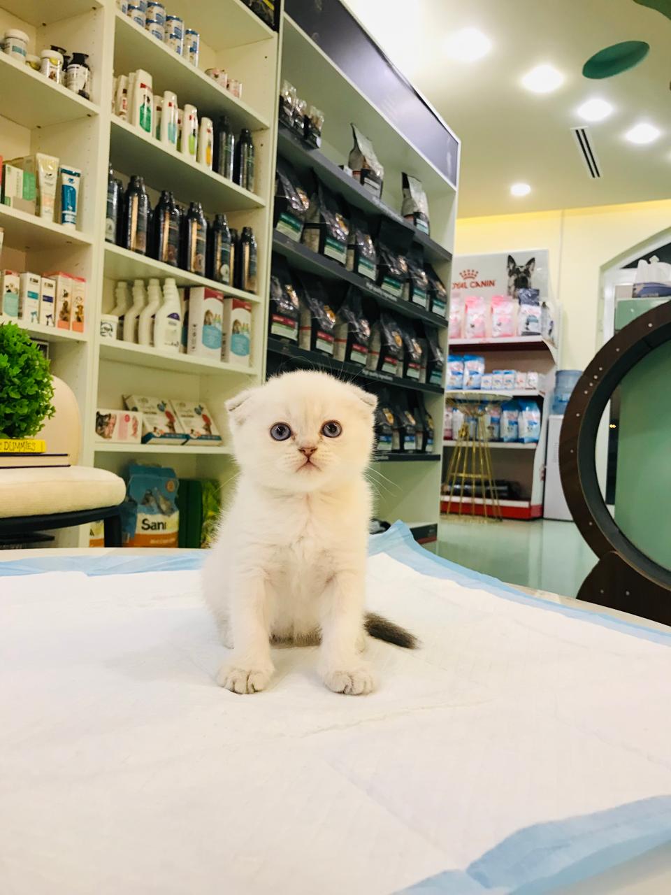 Scottish Fold Female Kitten