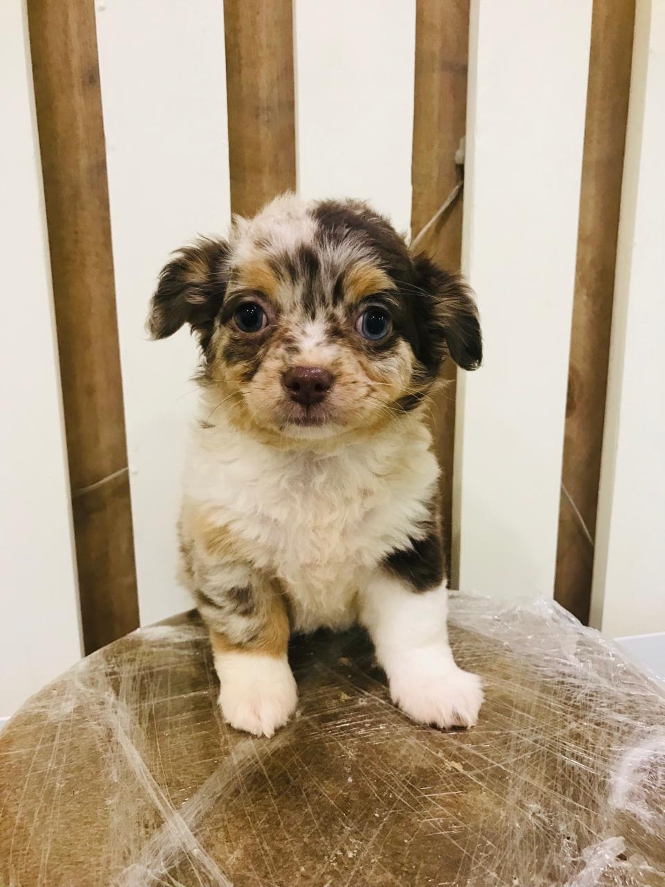 Merle Chihuahua Female Puppy