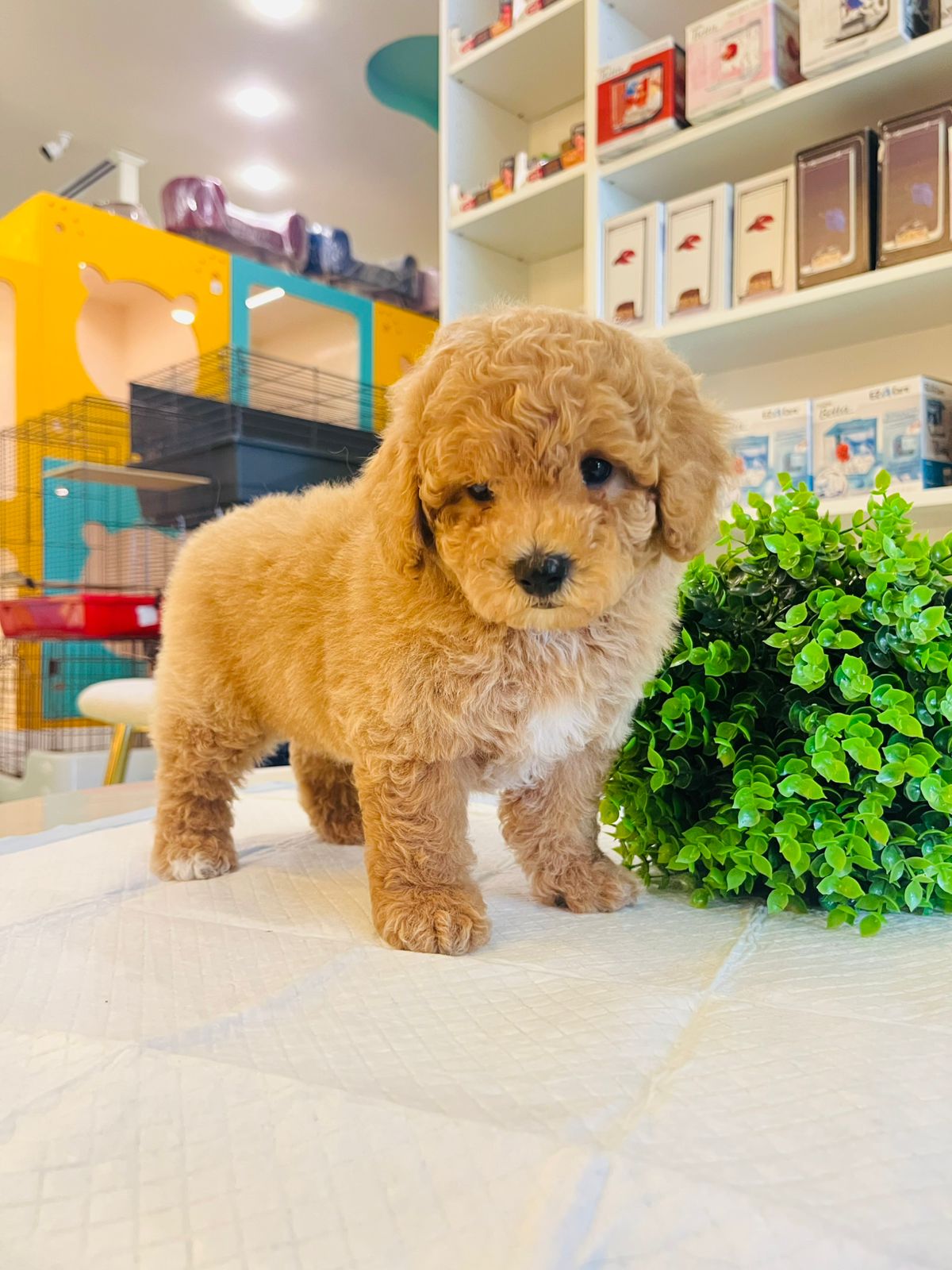 Poodle Puppy