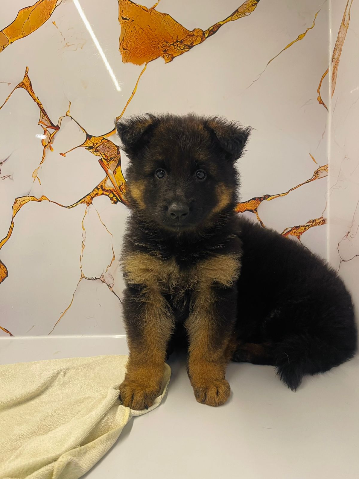 German Shepard Puppy