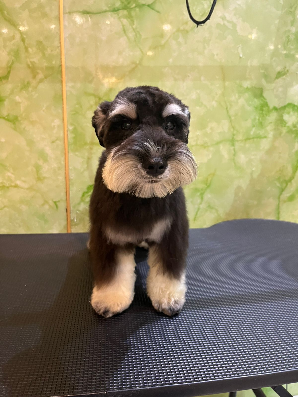 Miniature Schnauzer Male Puppy