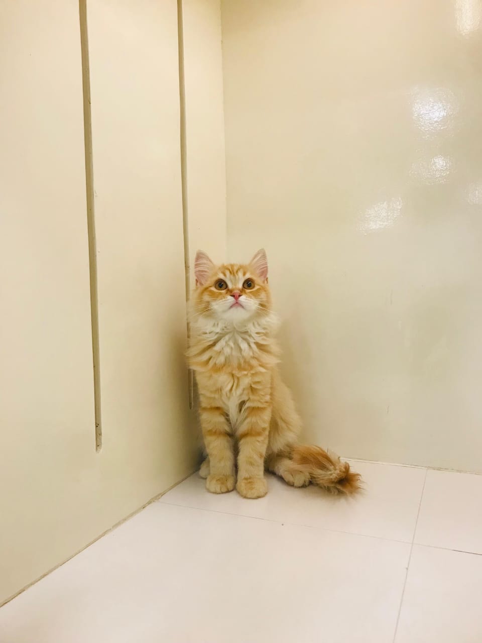 Persian Male Kitten