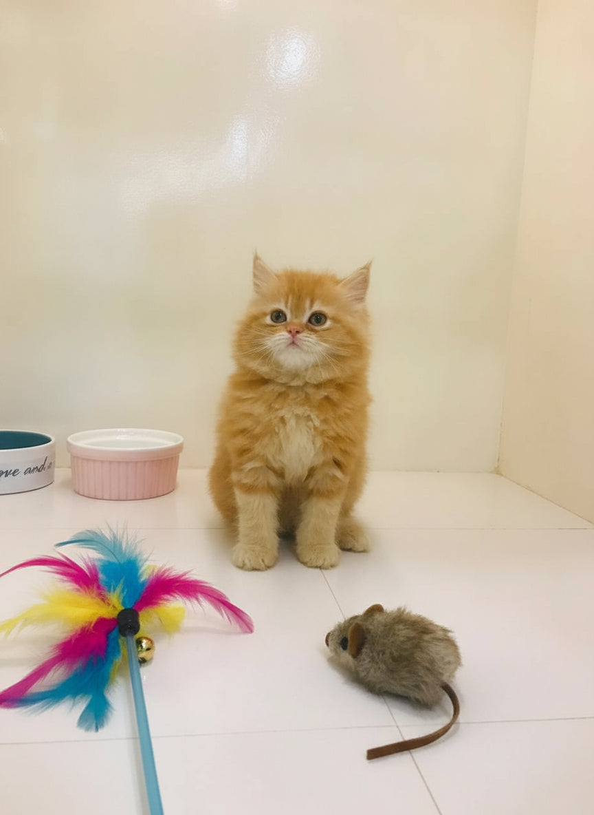 Orange cat sitting on a white floor with two bowls in the background.
