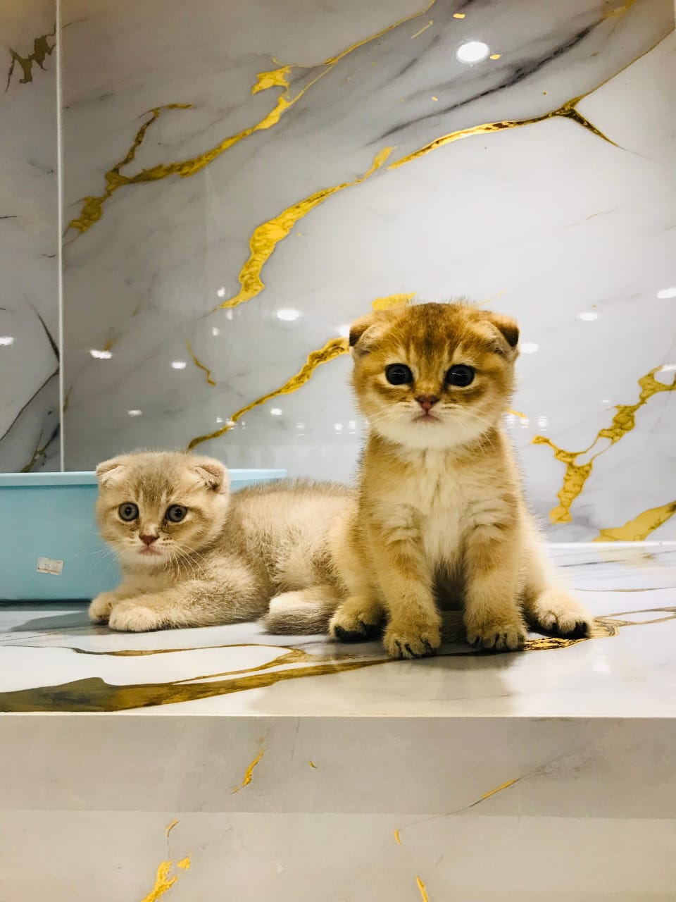 Cat sitting on a marble surface with gold accents